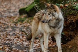Pup6m15MuensterKati_Boromir-01