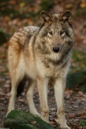 Pup6m15MuensterKati_Boromir-03