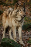 Pup6m15MuensterKati_Boromir-04