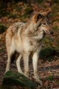 Pup6m15MuensterKati_Boromir-05