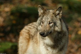 Pup6m15MuensterKati_Boromir-06