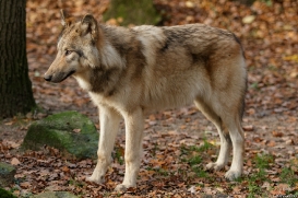 Pup6m15MuensterKati_Boromir-09