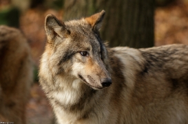 Pup6m15MuensterKati_Boromir-11