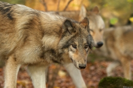 Pup6m15MuensterKati_Boromir-14