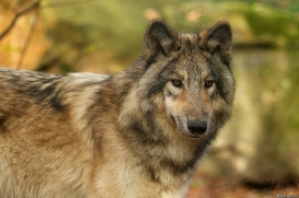 Pup6m15MuensterKati_Boromir-15