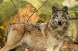 Pup6m15MuensterKati_Boromir-17