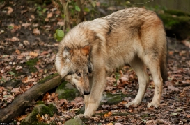 Pup6m15MuensterKati_Boromir-48