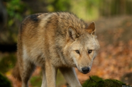 Pup6m15MuensterKati_Legolas-13