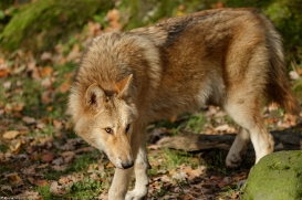 Pup6m15MuensterKati_Legolas-16