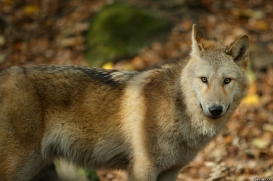 Pup6m15MuensterKati_Legolas-17