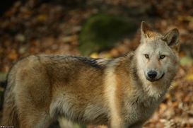 Pup6m15MuensterKati_Legolas-18