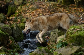 Pup6m15MuensterKati_Legolas-22