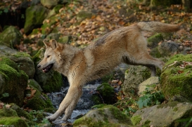 Pup6m15MuensterKati_Legolas-23