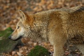 Pup6m15MuensterKati_Legolas-25