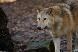 Pup6m15MuensterKati_Legolas-26