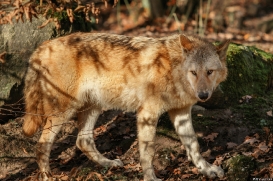 Pup6m15MuensterKati_Legolas-28