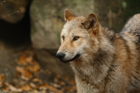 Pup6m15MuensterKati_Legolas-29