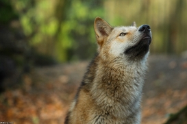 Pup6m15MuensterKati_Legolas-31