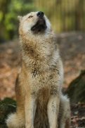 Pup6m15MuensterKati_Legolas-37