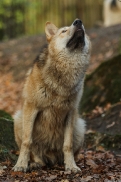 Pup6m15MuensterKati_Legolas-39