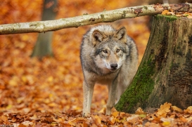 Pup6m18OlderdissenKati_Bjelle-02