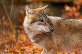 Pup6m18OlderdissenKati_Bjelle-10