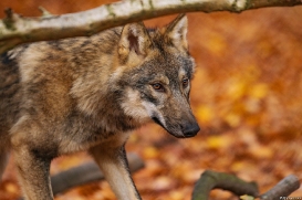 Pup6m18OlderdissenKati_Ylvi-01