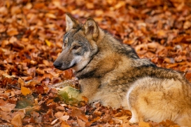 Pup6m18OlderdissenKati_Ylvi-03