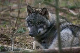 pup6m27schorfheide-brown-03