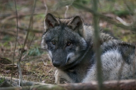 pup6m27schorfheide-brown-04