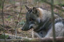pup6m27schorfheide-brown-05
