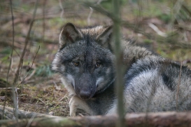 pup6m27schorfheide-brown-06