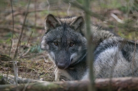 pup6m27schorfheide-brown-07