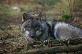 pup6m27schorfheide-brown-09