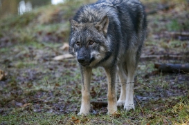 pup6m27schorfheide-brown-12