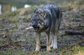 pup6m27schorfheide-brown-13