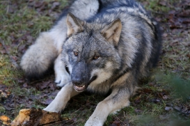 pup6m27schorfheide-brown-15