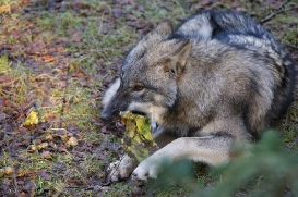 pup6m27schorfheide-brown-16