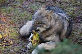 pup6m27schorfheide-brown-17