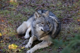 pup6m27schorfheide-brown-18