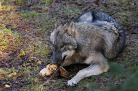 pup6m27schorfheide-brown-19