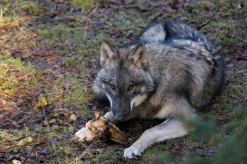 pup6m27schorfheide-brown-20