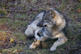 pup6m27schorfheide-brown-21