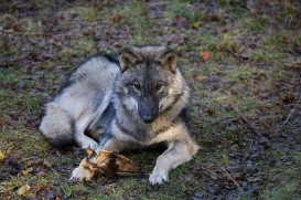 pup6m27schorfheide-brown-22