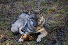 pup6m27schorfheide-brown-23
