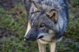 pup6m27schorfheide-brown-25