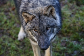 pup6m27schorfheide-brown-26