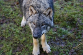 pup6m27schorfheide-brown-27
