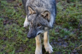pup6m27schorfheide-brown-28
