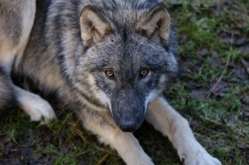 pup6m27schorfheide-brown-29